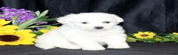Bichon Frise dogs for sale: Carman - Ad 4