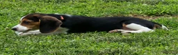 Beagle dogs for sale: Pinkie - Ad 4