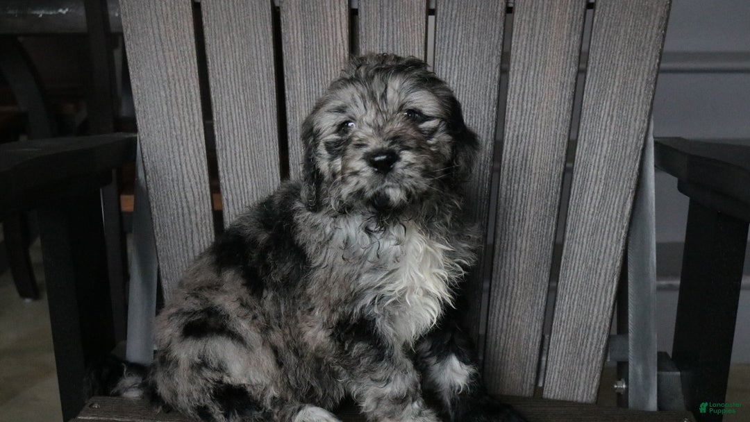 Newfypoo dogs for sale: Rain - Ad 3