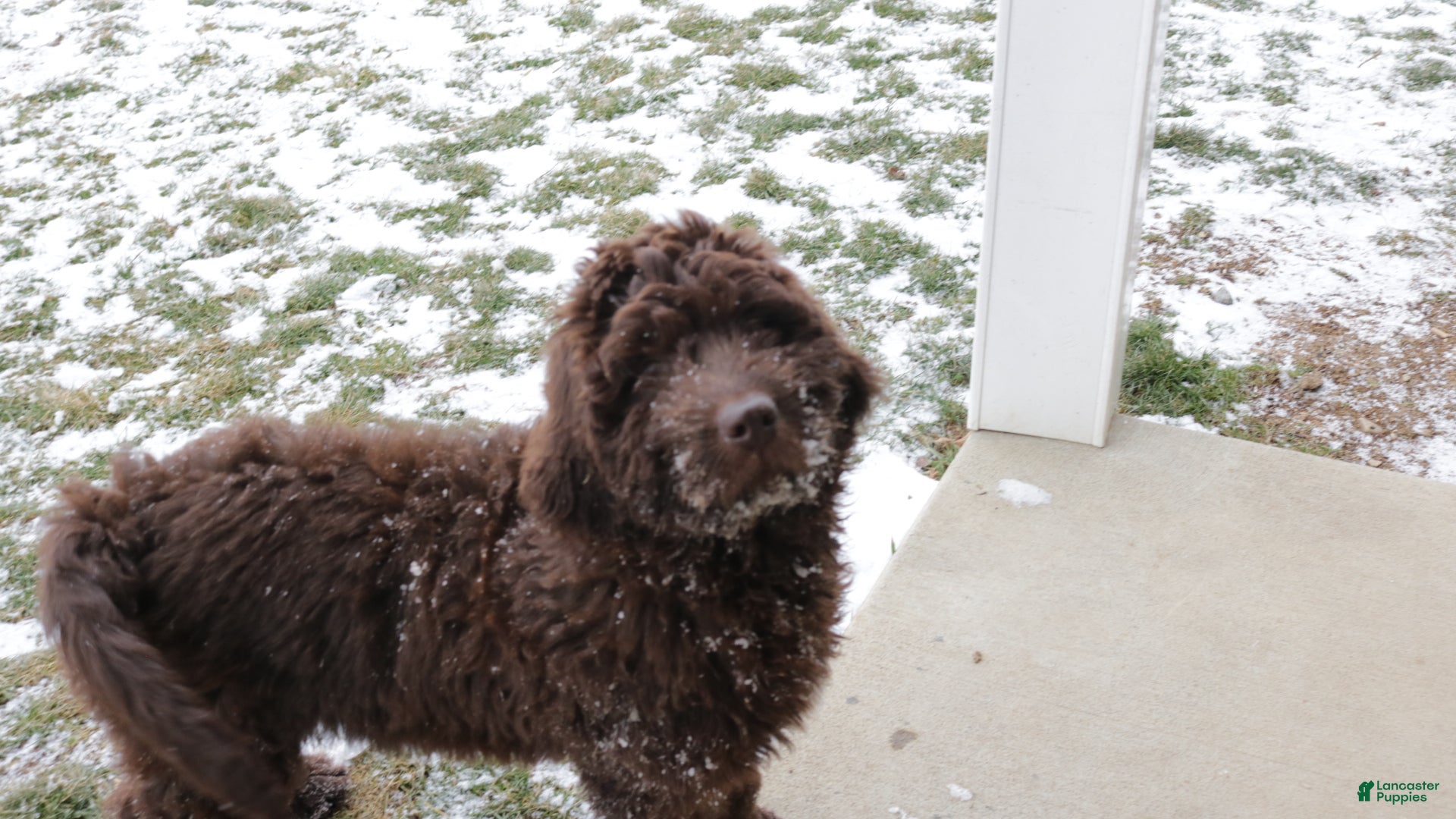 Newfypoo dogs Roxy - Ad 2