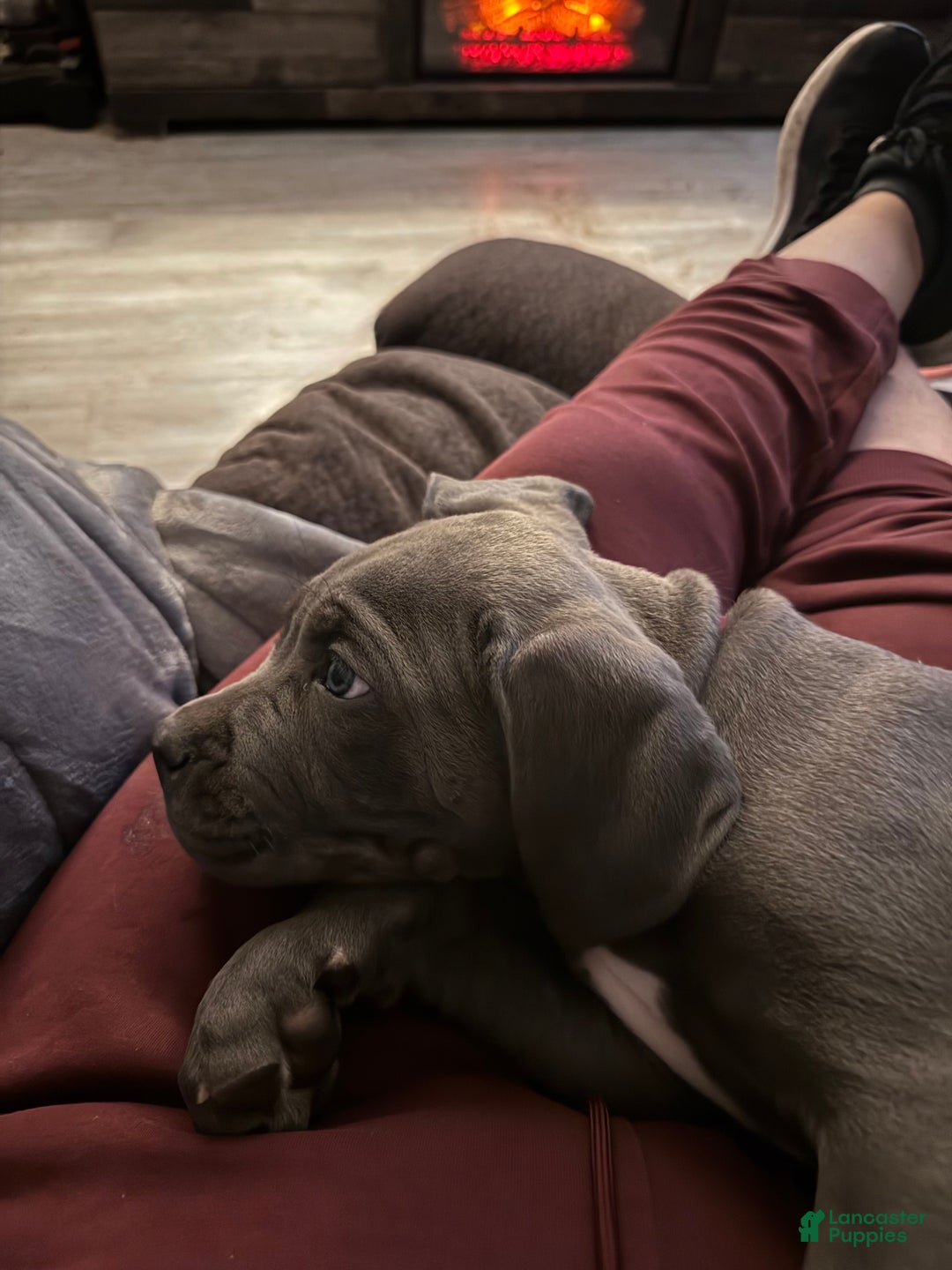 Cane Corso dogs for sale: Cane Corso Puppy 1 - Ad 3