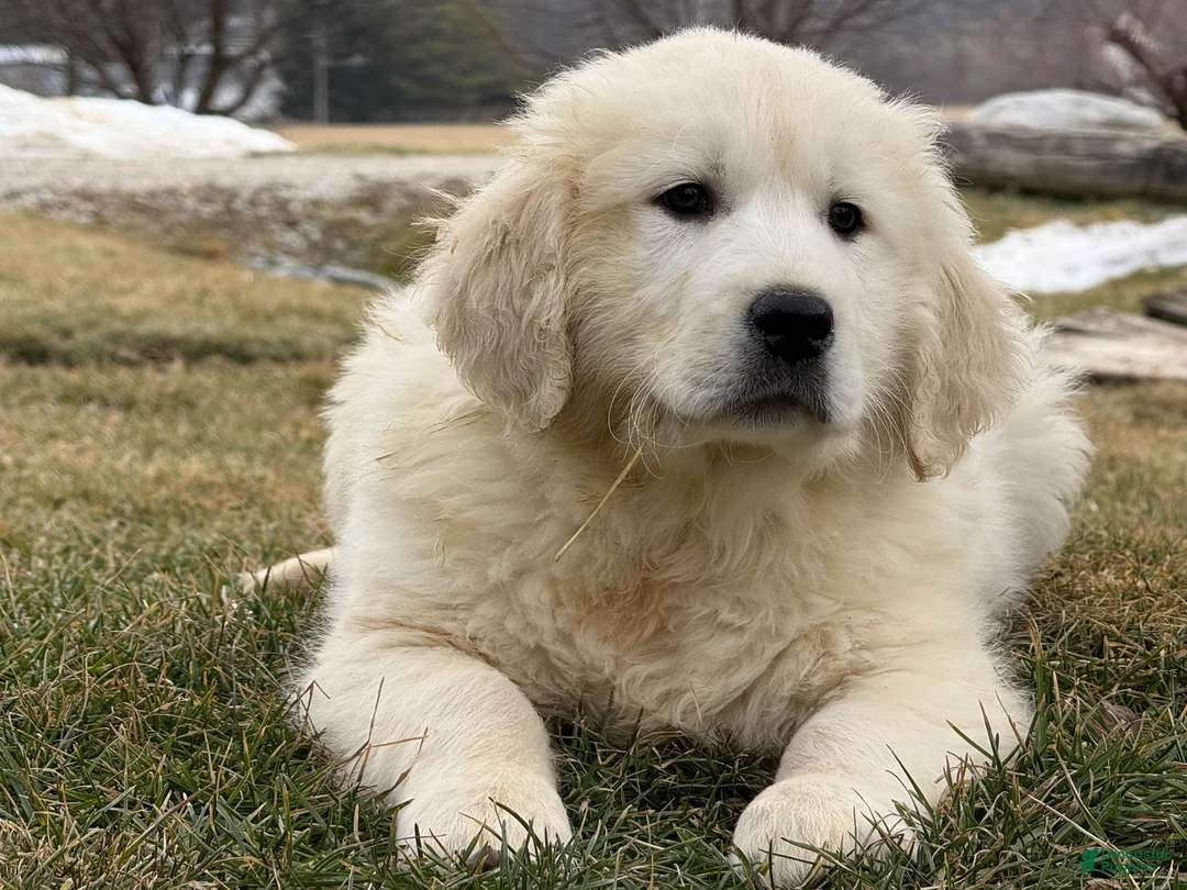 Golden Retriever dogs for sale: Panda - Ad 3