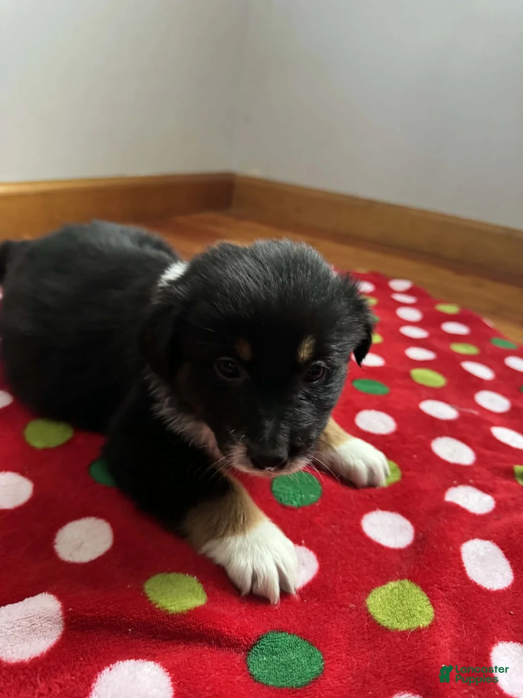 Australian Shepherd dogs for sale: Solstice - Ad 11