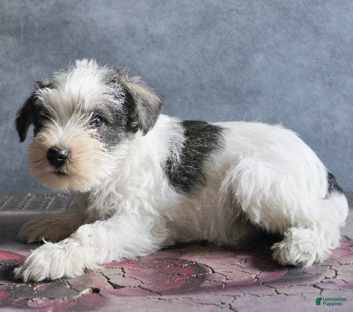 Miniature Schnauzer dogs Toby - Ad 5