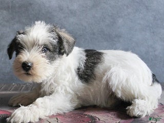 Miniature Schnauzer dogs Toby - Ad 10
