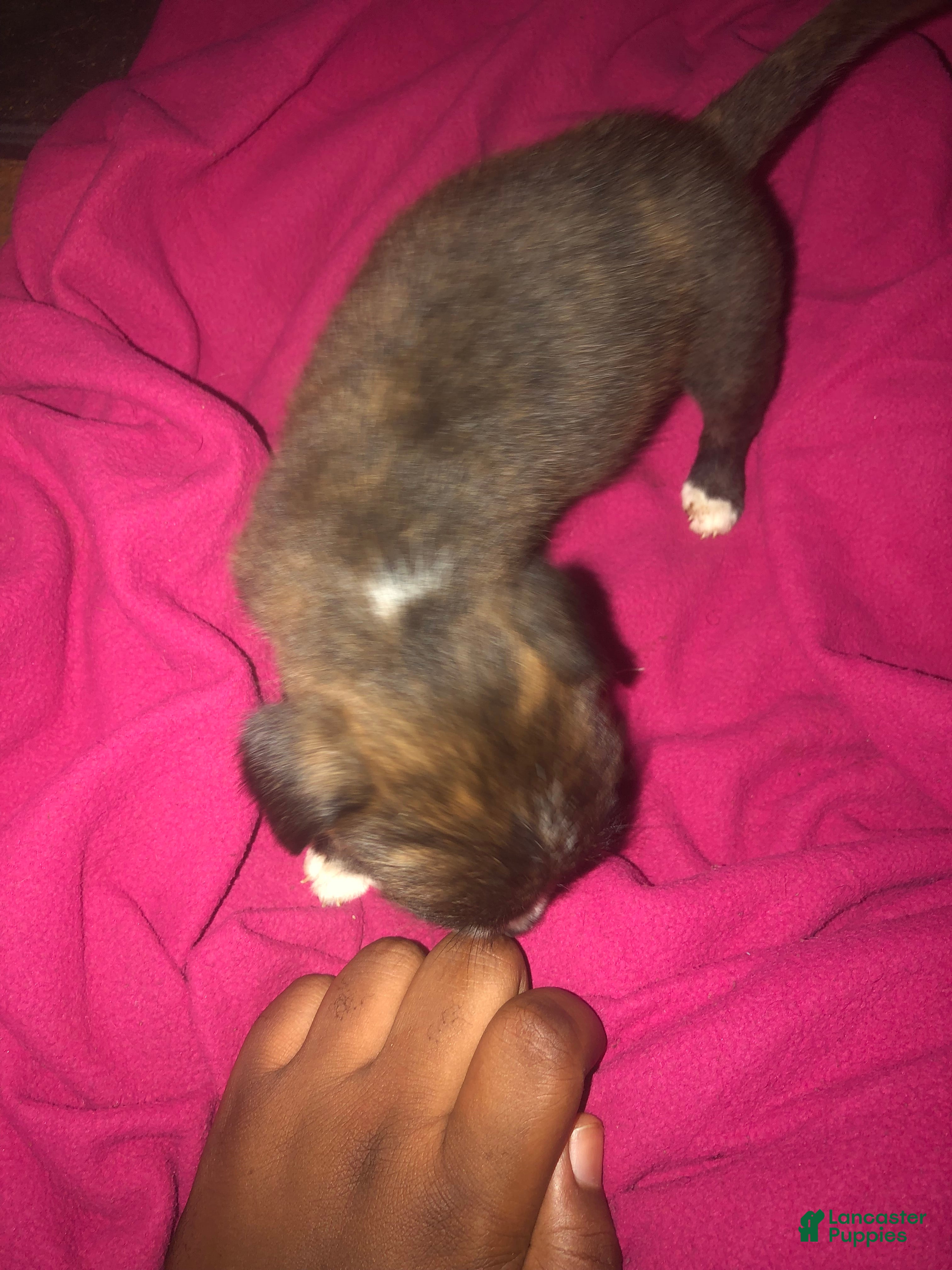 Mixed Breed dogs Scout (My angel) 🥰 - Ad 4