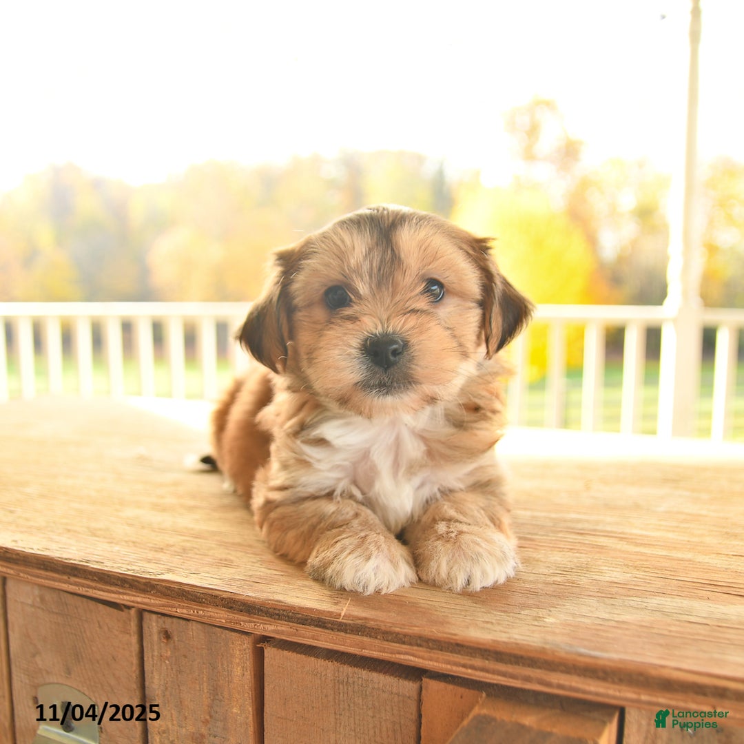 Yochon dogs for sale: Trixie - Ad 7