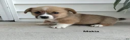 Welsh Corgi Pembroke dogs for sale: Maddie  - Ad 10