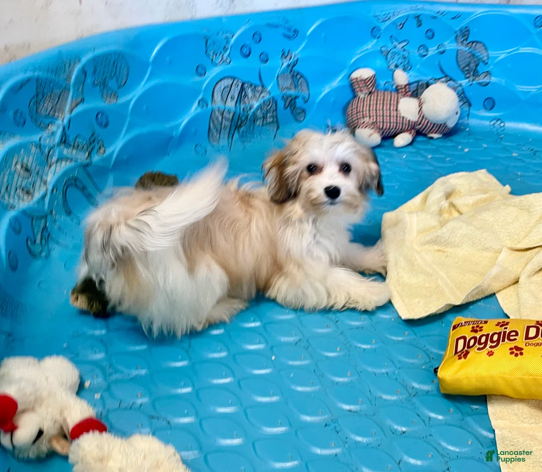 Mixed Breed dogs for sale: Shirley - Ad 4