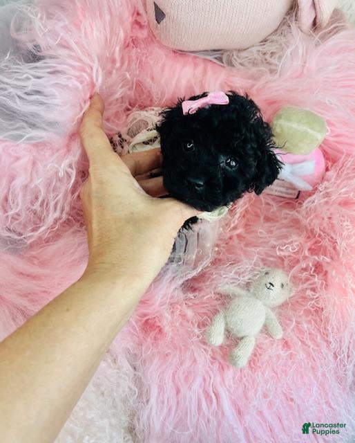 Toy Poodle dogs Toy Poodle Puppy 2 - Ad 2