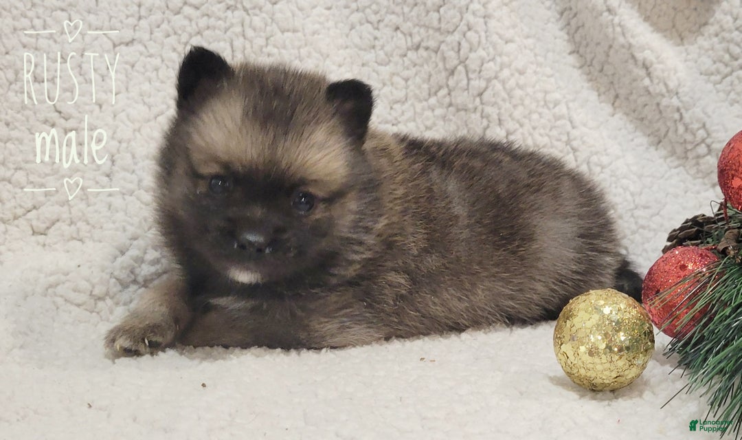 Pomsky dogs for sale: Rusty - Ad 5