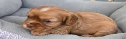 Cavalier King Charles Spaniel dogs for sale: Cavalier King Charles Spaniel 3 - Ad 4
