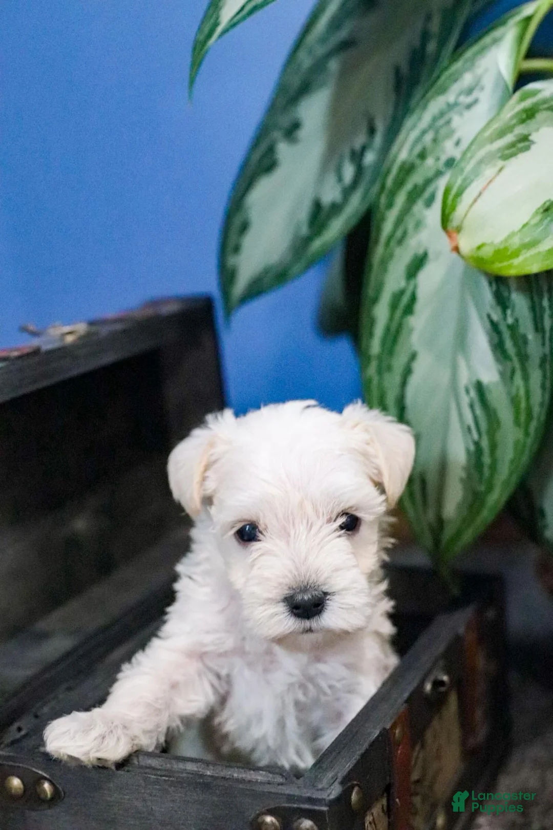 Miniature Schnauzer dogs for sale: Polar - Ad 1