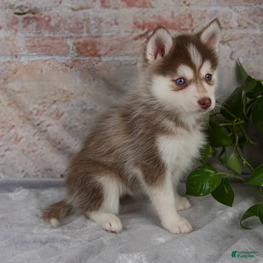 Pomsky dogs for sale: Gracie - Ad 2