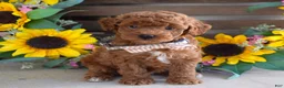 Toy Poodle dogs for sale: Payton - Ad 2