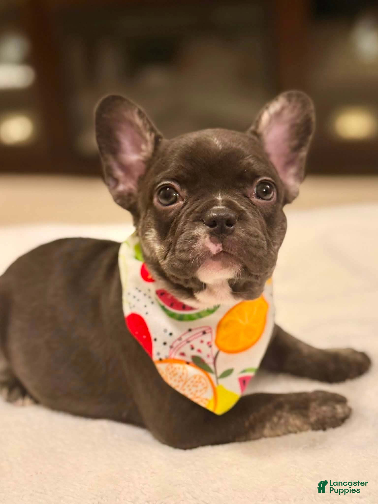French Bulldog dogs 6 - Chocolate Trindle Female - Ad 32
