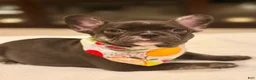 French Bulldog dogs for sale: 6 - Chocolate Trindle Female - Ad 1