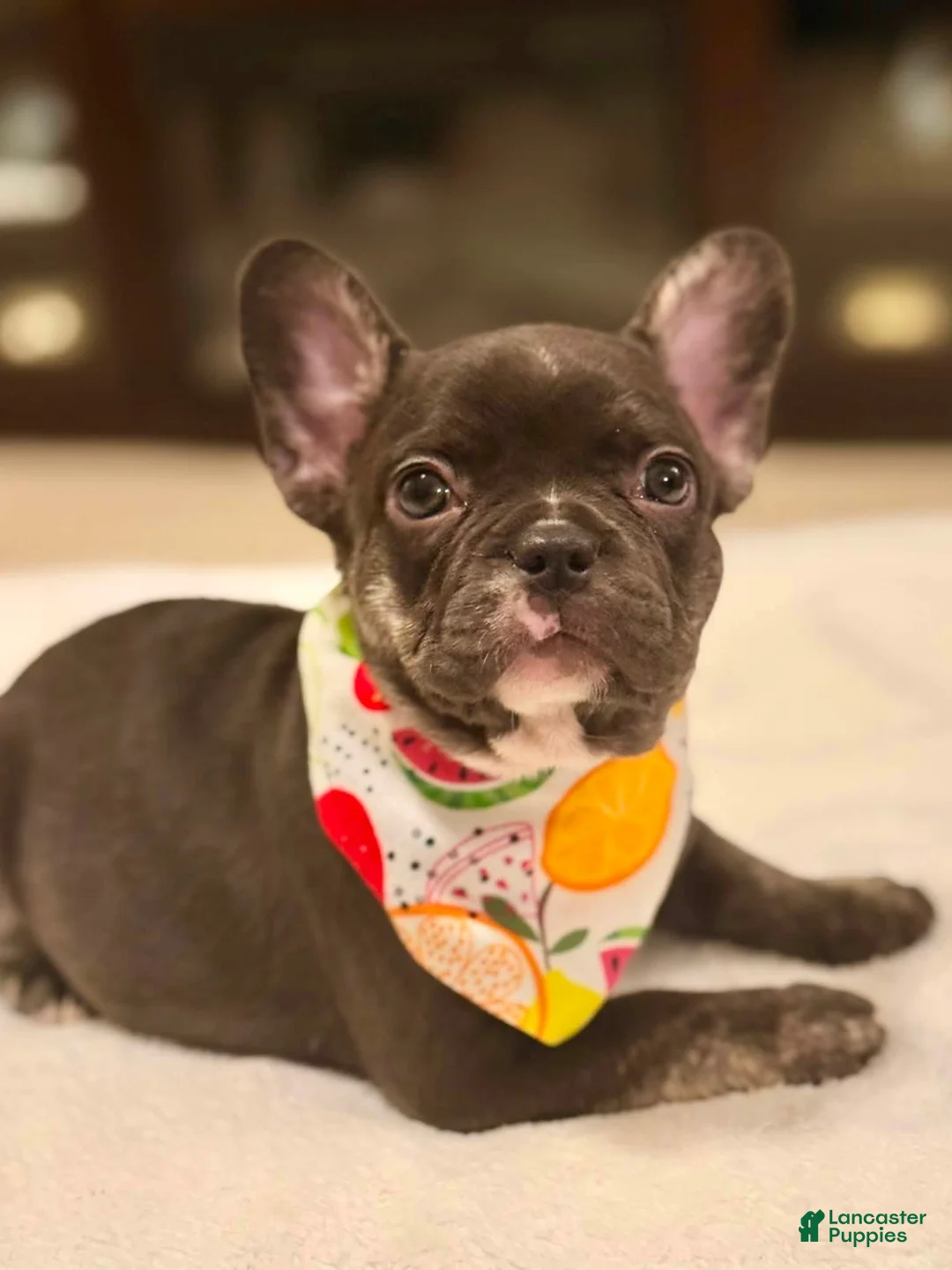 French Bulldog dogs for sale: 6 - Chocolate Trindle Female - Ad 1