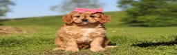 Cavapoo dogs for sale: Cocoa - Ad 5