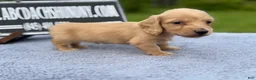 Miniature Dachshund dogs for sale: South African AKC Carrie’s Choc CR - Ad 13