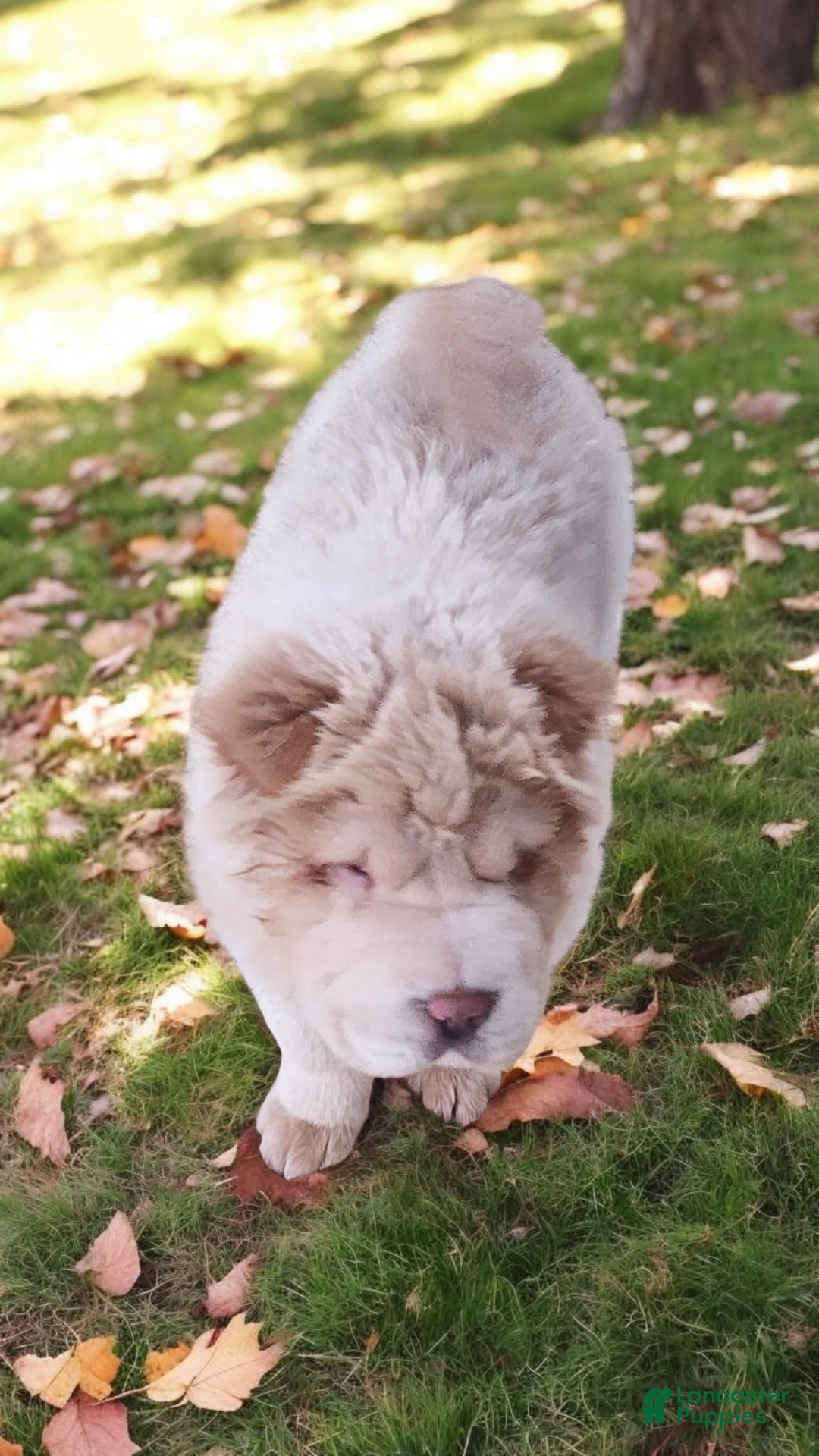 Shar Pei dogs for sale: Creamsicle  - Ad 18