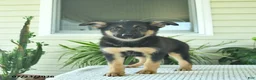 Mixed Breed dogs for sale: Ruby  - Ad 3