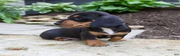 Miniature Dachshund dogs for sale: Grady - Ad 4