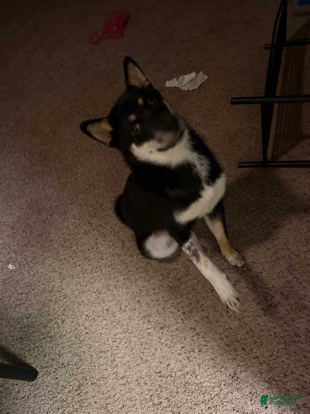 Shiba Inu dogs for sale: Shiba Inu Puppy 1 - Ad 2