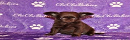 Chihuahua dogs for sale: Wilford - Ad 1