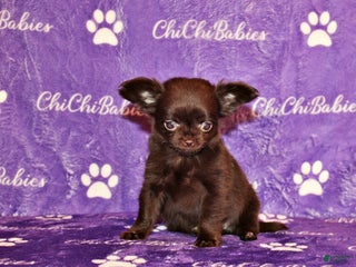 Chihuahua dogs Wilford - Ad 17