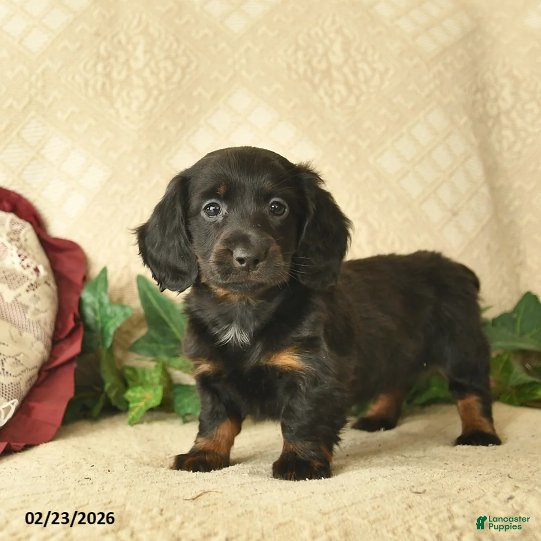 Miniature Dachshund dogs for sale: Moonlight  - Ad 1