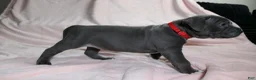 American Bully dogs for sale: Skarlet - Ad 7