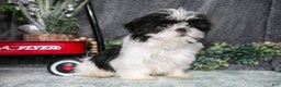 Shih Tzu dogs for sale: Tulip - Ad 2