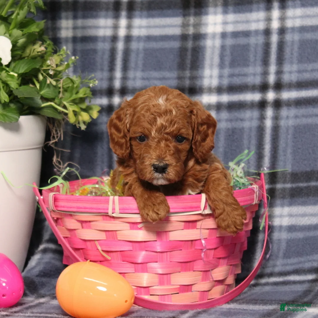 Miniature Poodle dogs for sale: Lincoln - Ad 4