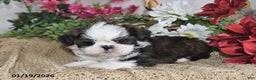 Shih Tzu dogs for sale: Belle - Ad 4