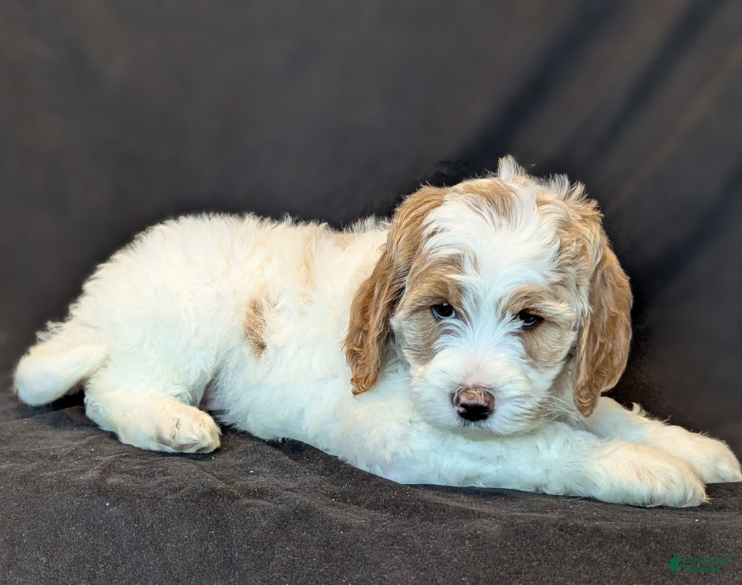 Goldendoodle dogs for sale: Honey  - Ad 2