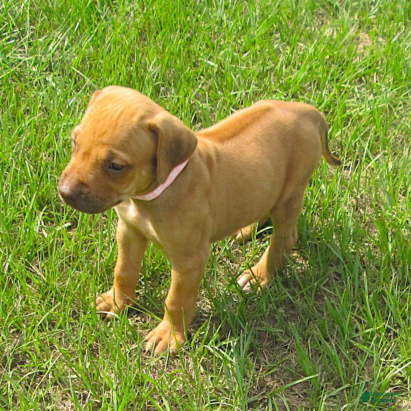 Rhodesian Ridgeback dogs Rhodesian Ridgeback 5 - Ad 2