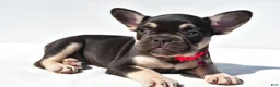 French Bulldog dogs for sale: Noelle - Ad 4