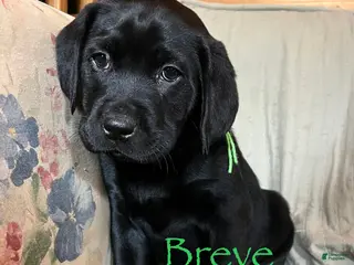 Labrador Retriever dogs Breve - Ad 13