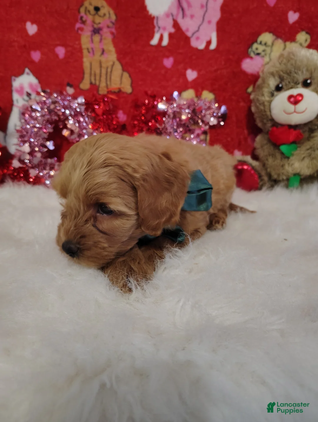 Goldendoodle dogs for sale: John - Ad 2
