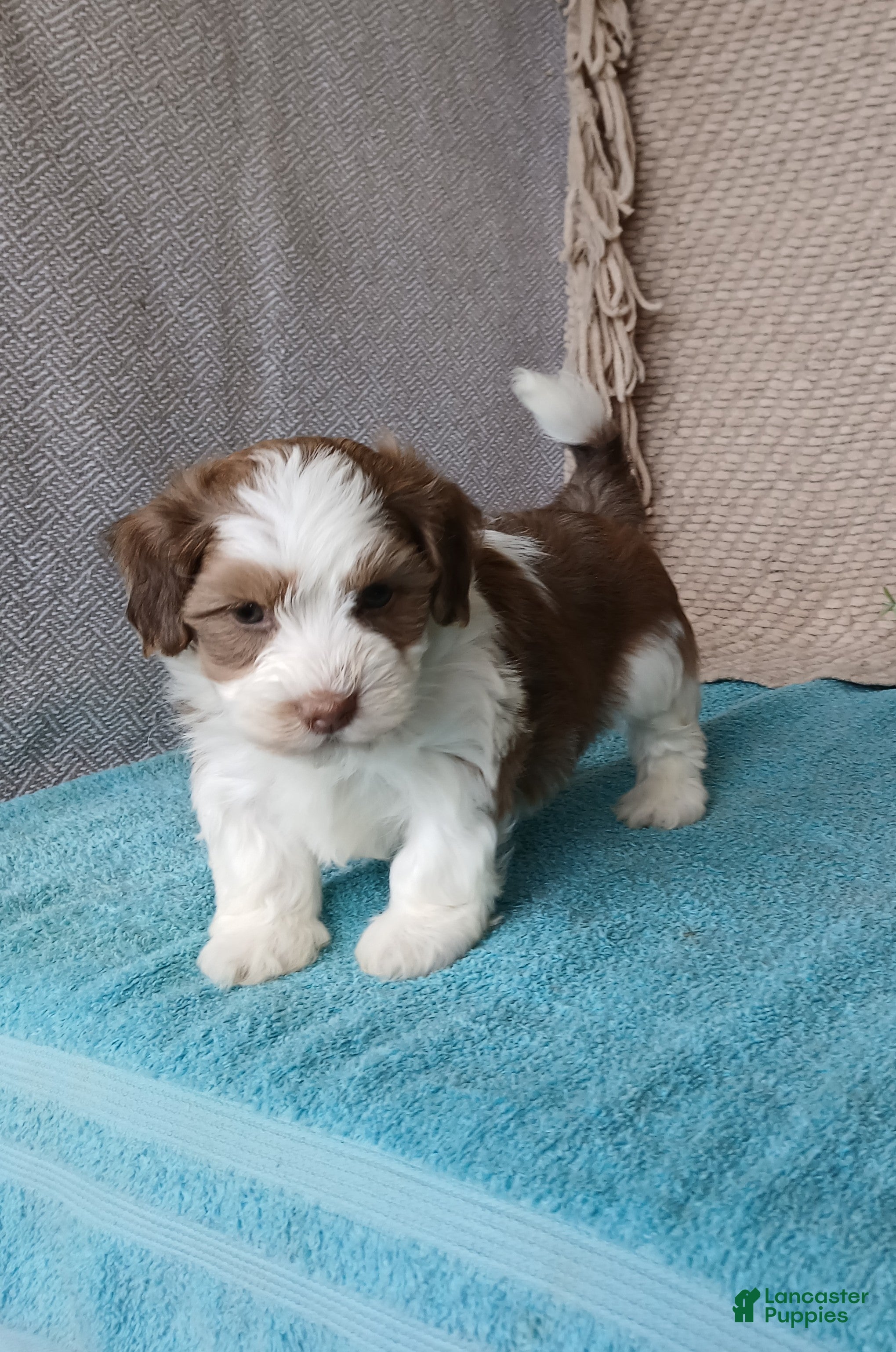 Havanese dogs Flake  - Ad 13
