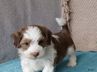Havanese dogs Flake - Ad 28