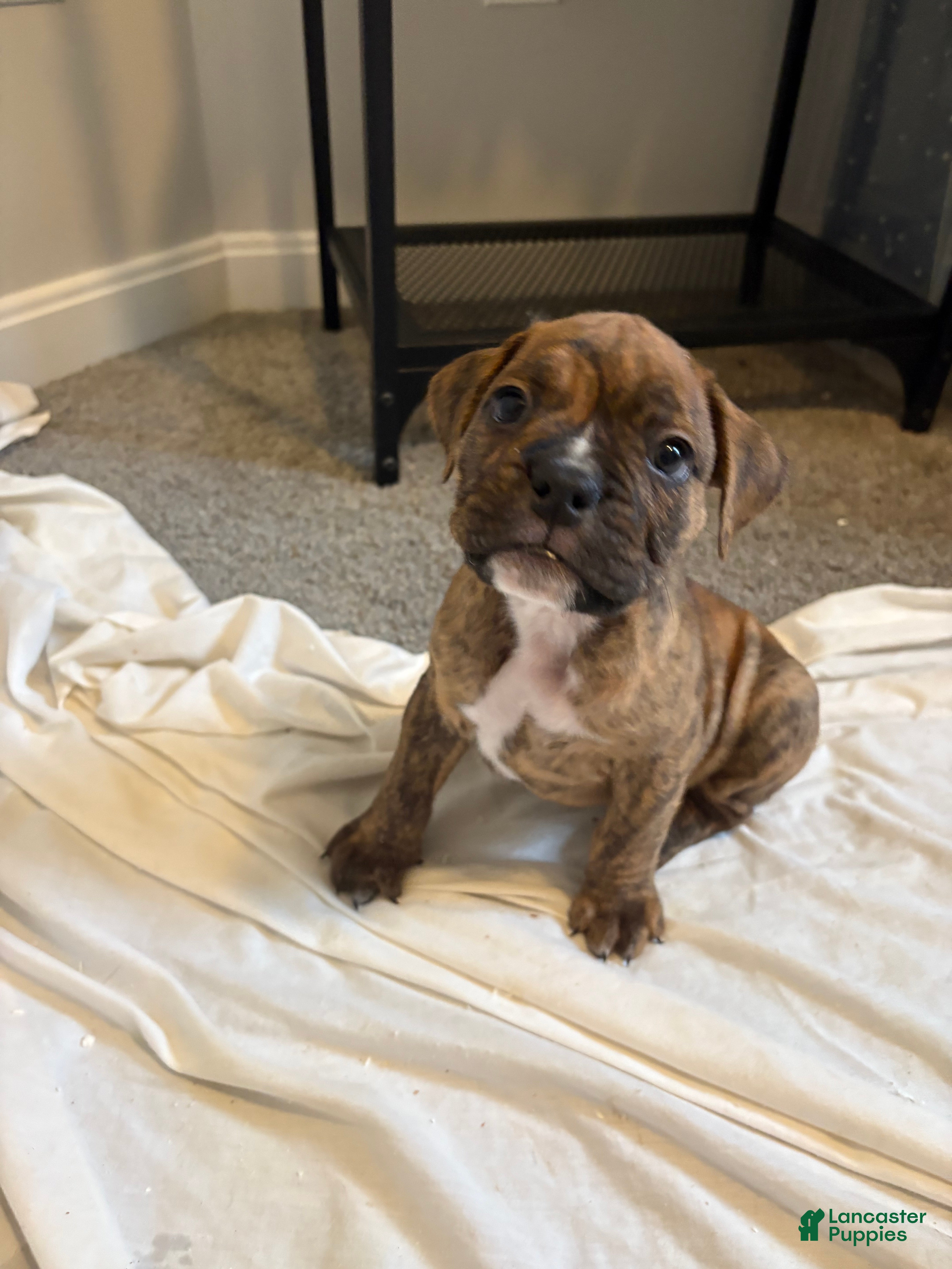 Mixed Breed dogs Mixed Breed Puppy 3 - Ad 8
