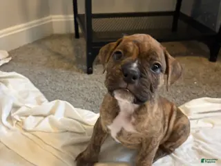 Mixed Breed dogs Mixed Breed Puppy 3 - Ad 8