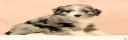 Mini Aussiedoodle dogs for sale: Max - Ad 5