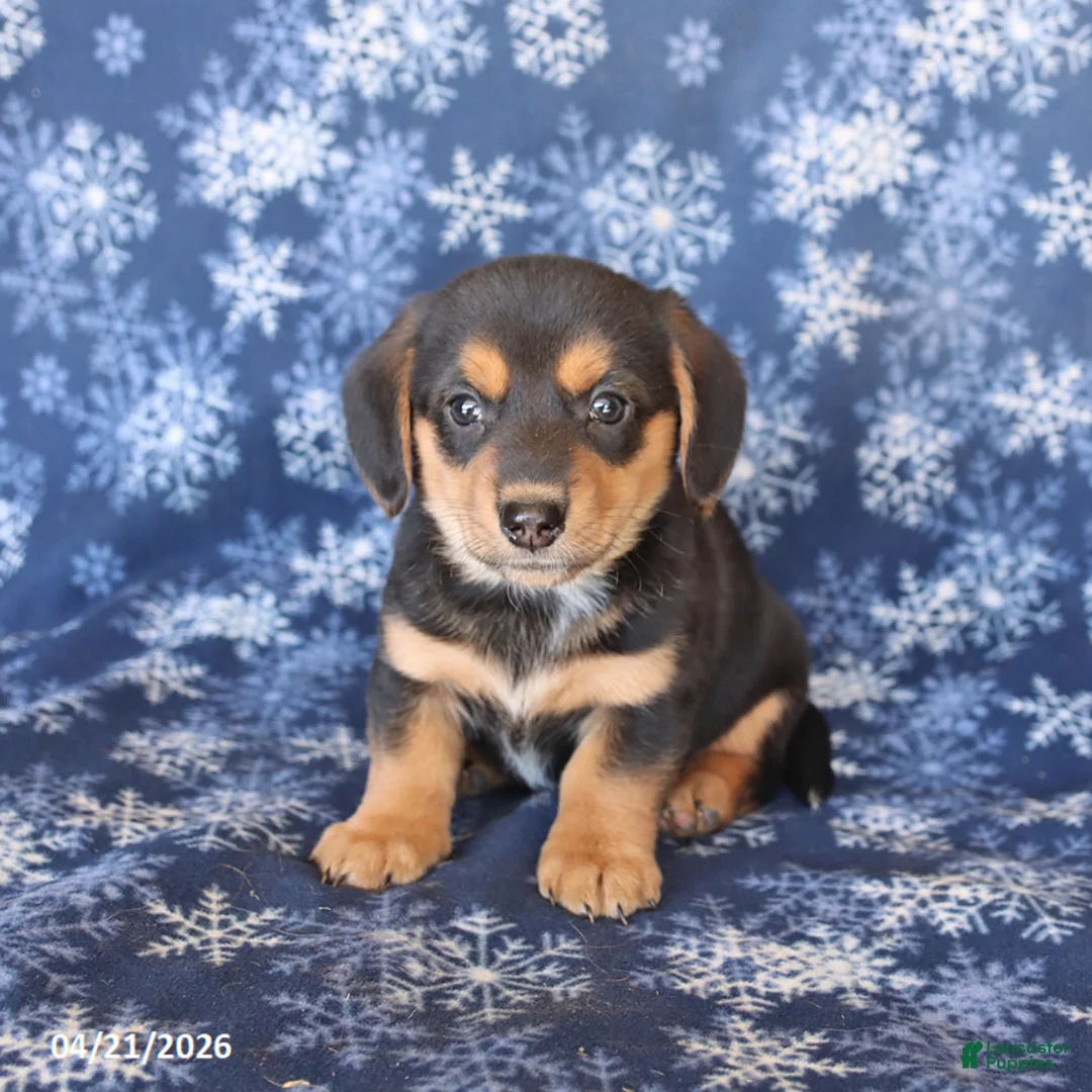 Welsh Corgi Pembroke dogs for sale: Snickers - Ad 1