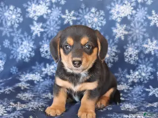 Welsh Corgi Pembroke dogs for sale: Snickers - Ad 1