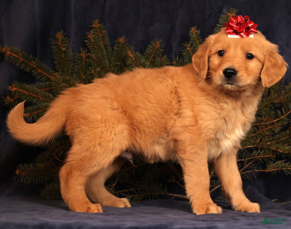 Golden Retriever dogs Duke - Ad 8
