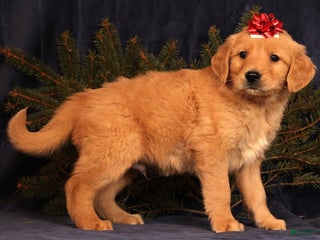 Golden Retriever dogs Duke - Ad 8