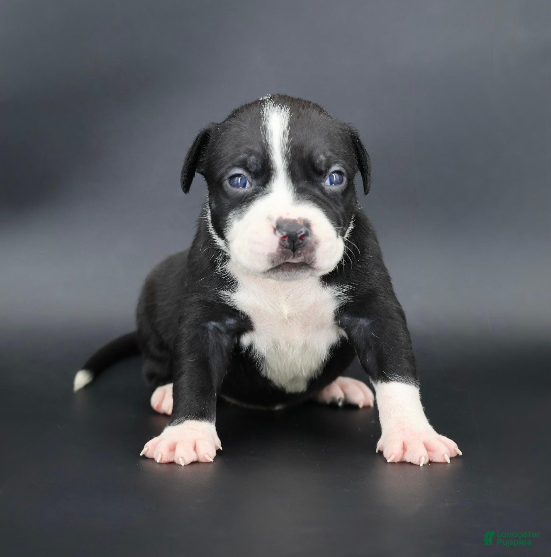 American Bully dogs Gardenia - Ad 1